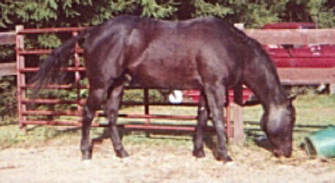 Kodee as a 3 year old